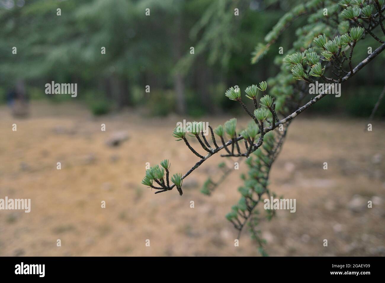 Bonnieux, Provence/Frankreich; 28. Juli 2021. Der Weg der Zeder. Wanderung durch die jahrhundertealten Zedern im biologischen Reservat Petit du Luberon Stockfoto