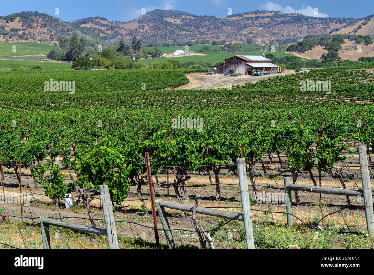 Wunderschöne Weinberge im Napa Valley im Frühsommer Stockfoto Wunderschöne Weinberge im Napa Valley im Frühsommer Stockfoto