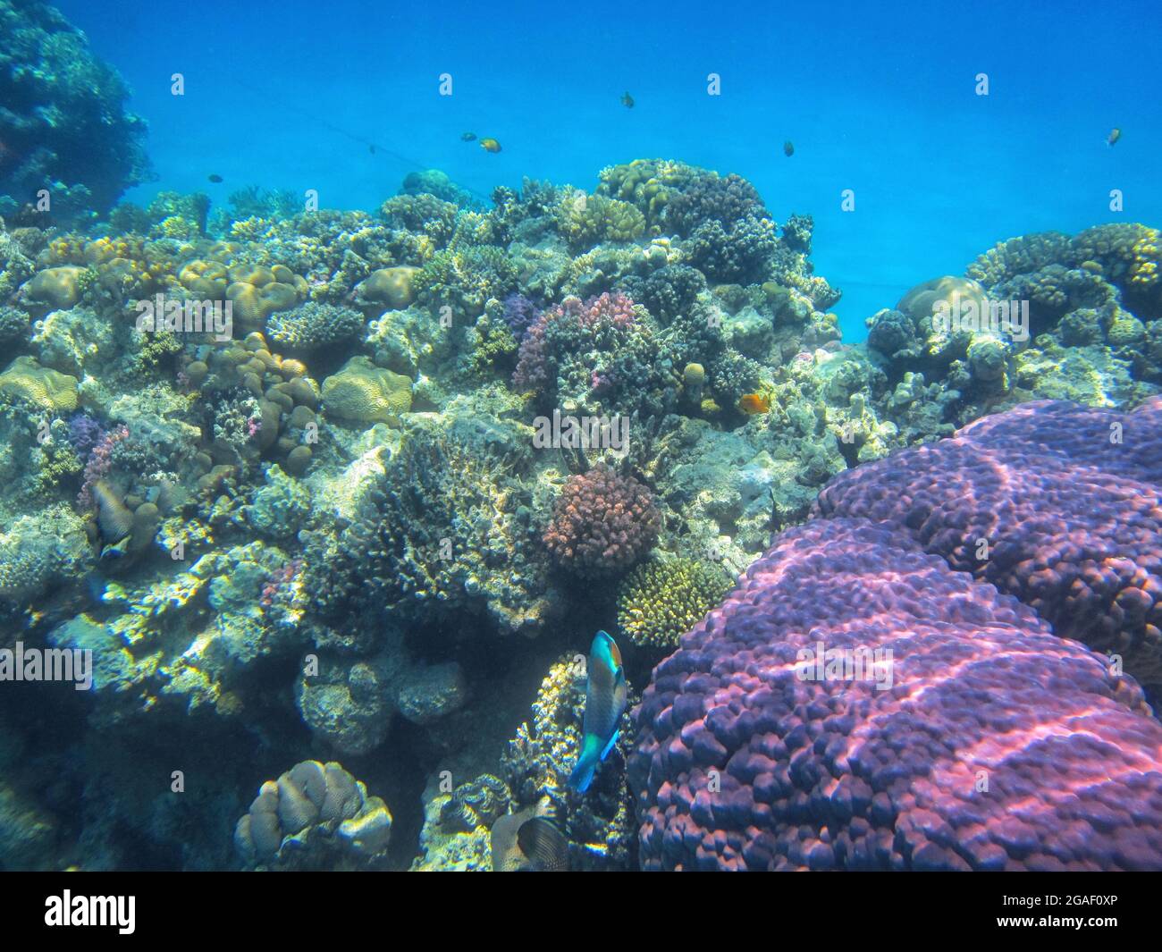 Unterwasserfotografie der Riffe des Roten Meeres im Süd-Sinai Stockfoto