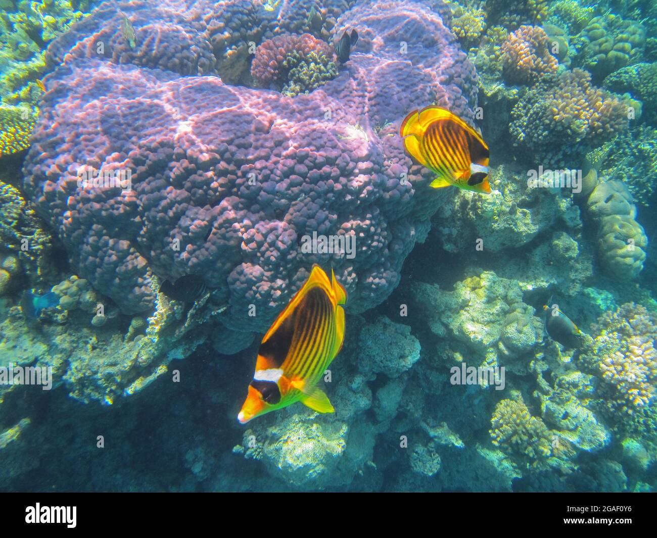 Unterwasserfotografie der Riffe des Roten Meeres im Süd-Sinai Stockfoto