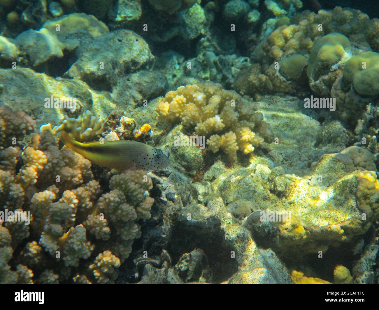 Unterwasserfotografie der Riffe des Roten Meeres im Süd-Sinai Stockfoto