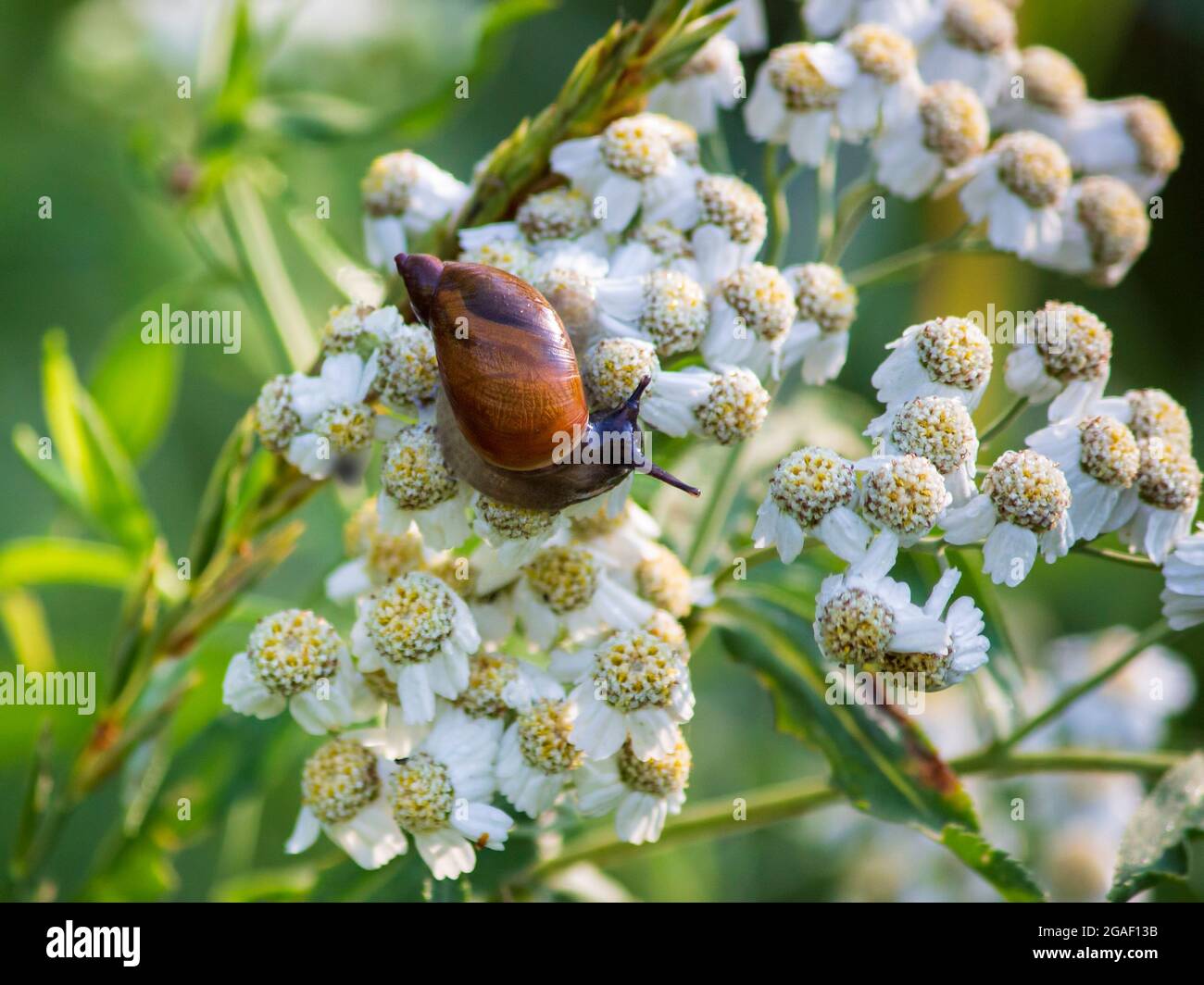 Kleine Wiesenschnecken auf einem Schafgarben-Blütenstand Stockfoto