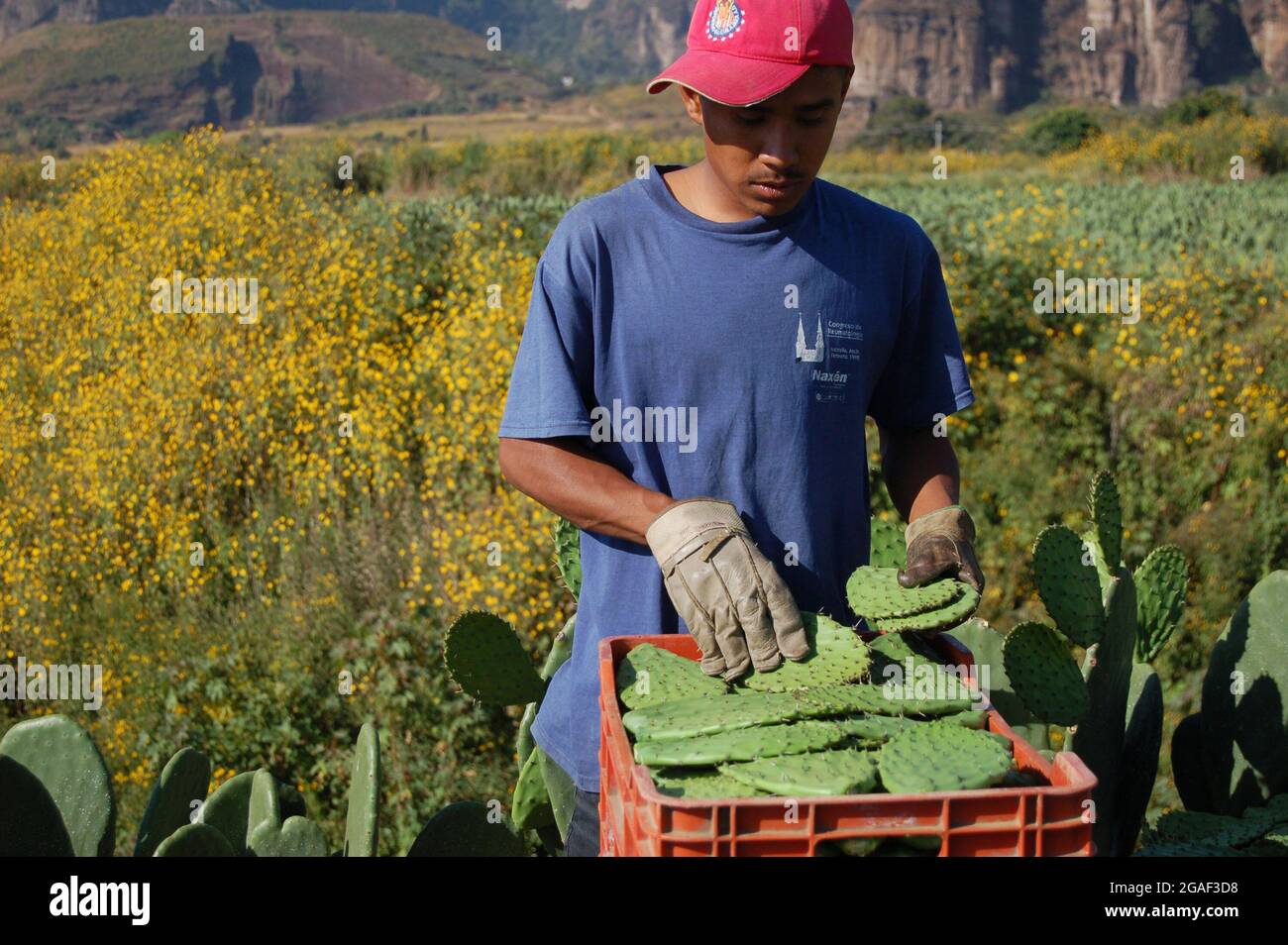 Junger Mann, der Nopal, einen essbaren Kaktus, in Kisten sortiert. Stockfoto