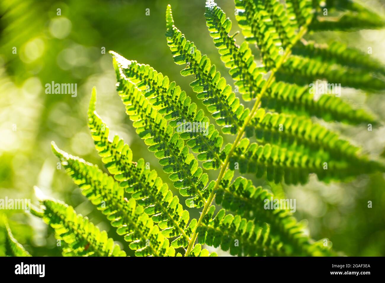 große grüne Busch von Farn im Wald. Stockfoto