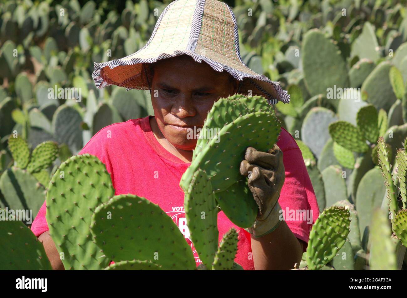Eine indigene Frau, die Nopal erntet. Stockfoto
