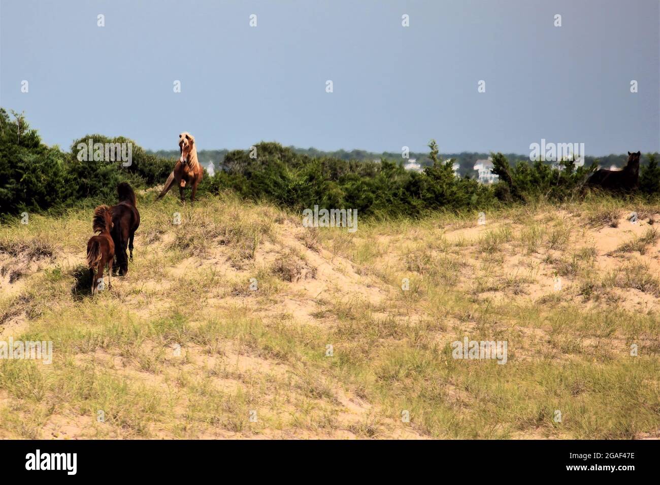 Wilde Pferde auf der Suche nach einem Kampf mit einem palomino am Outer Banks von North Carolina. USA Stockfoto