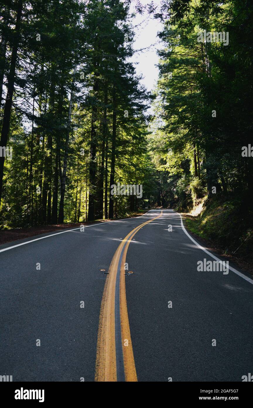 Curving Highway durch den Redwood Forest in Nordkalifornien Stockfoto