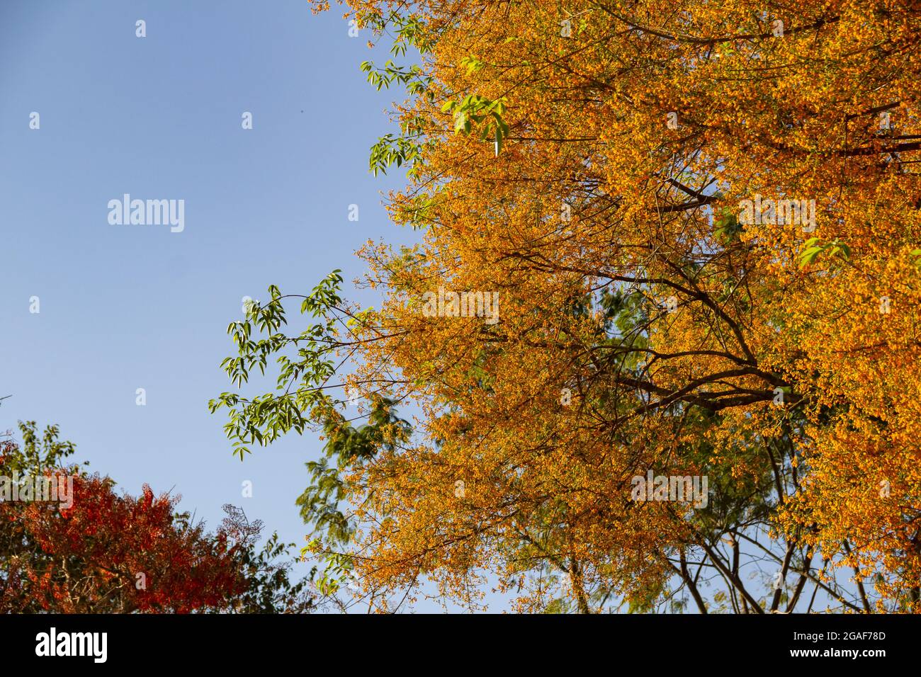 Zwei blühende Bäume - Mulungu - Erythrina mulungu e Feijão Cru- Platymiscium pubescens. Stockfoto