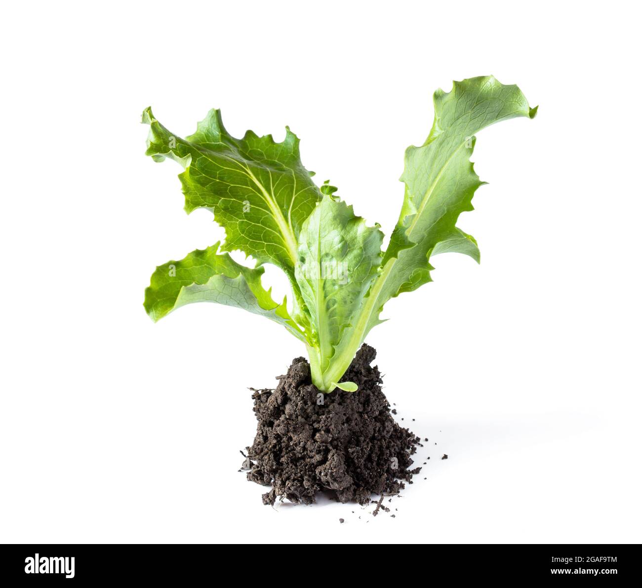 Babysalat sprießt bereit, isoliert auf weissem Hintergrund zu Pflanzen Stockfoto