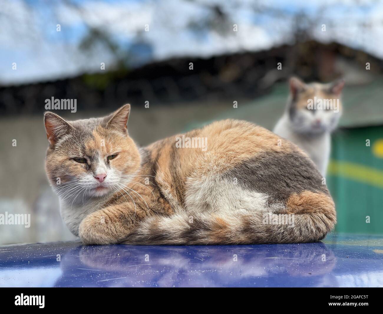 Ein paar bunte Katzen sitzen auf dem Dach des Autos Stockfoto