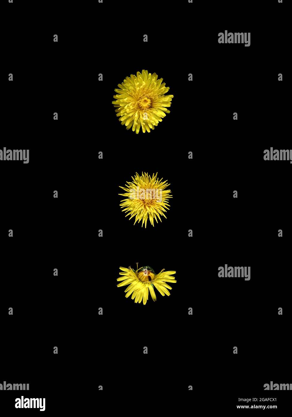 Drei Löchenkerzenblüten, Taraxacum officianalis, zeigen die natürliche Vielfalt innerhalb der gleichen Art. Stockfoto