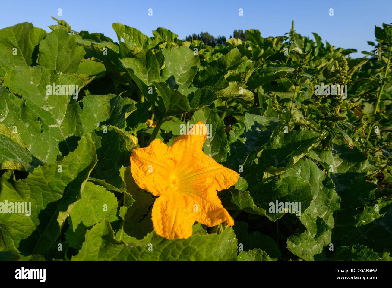 Eine große Orangenblüte im Sommer in einem Feld von kommerziellen Kürbissen, die im Snoqualmie Valley im Bundesstaat Washington wachsen Stockfoto