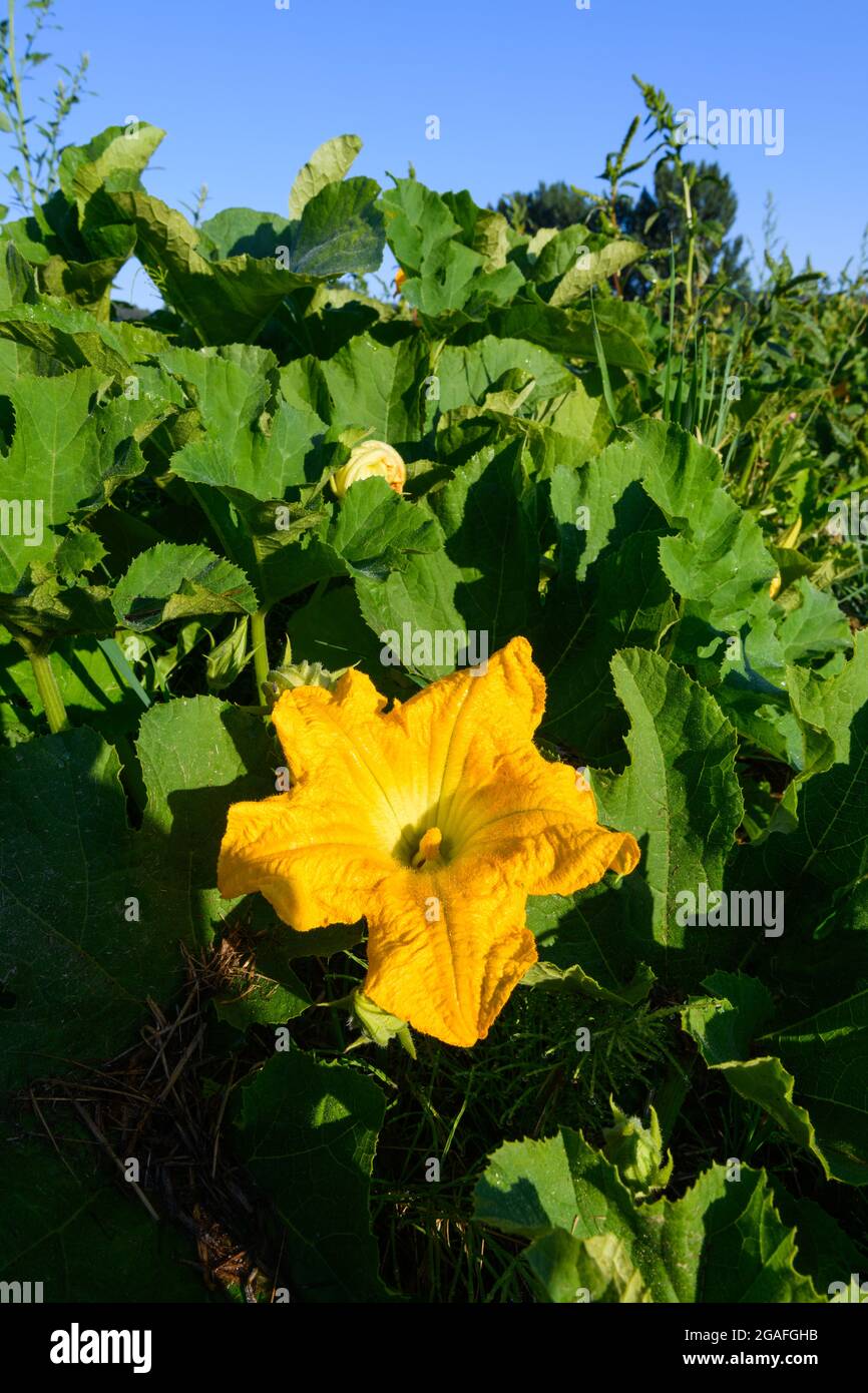 Eine Blume im Sommer in einem Feld von kommerziellen Kürbissen, die im Snoqualmie Valley im Bundesstaat Washington wachsen Stockfoto