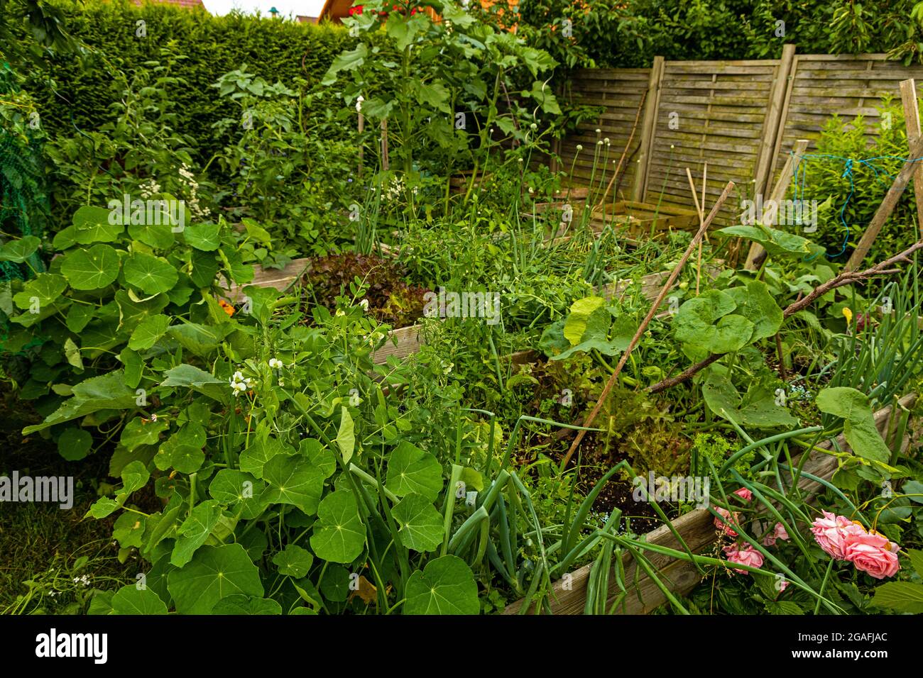 Tomatenpflanzen wachsen im hochbeet Fotos und Bildmaterial in hoher