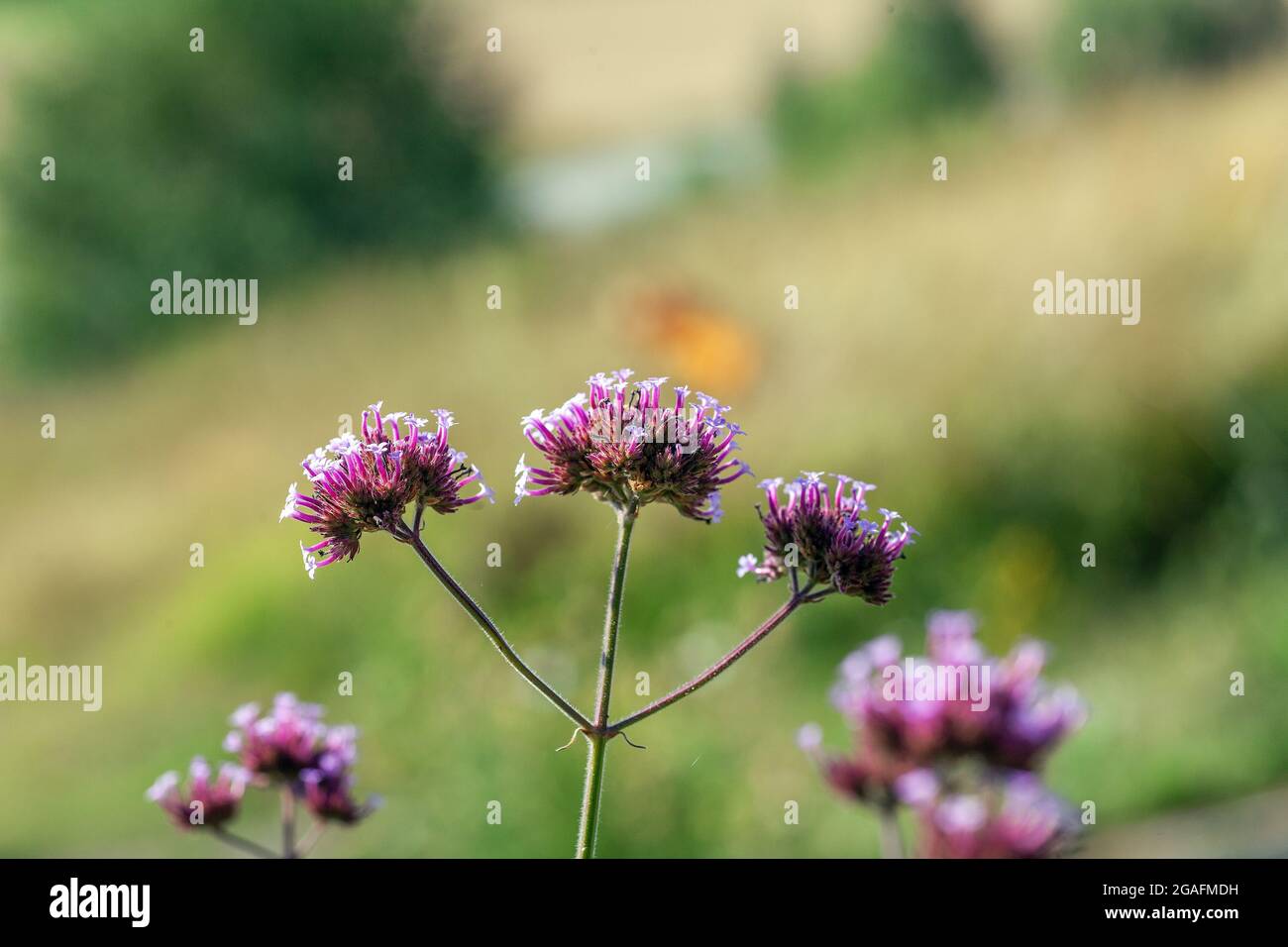 Wahre Alkanet (Ochsenzungen Officinalis) Stockfoto