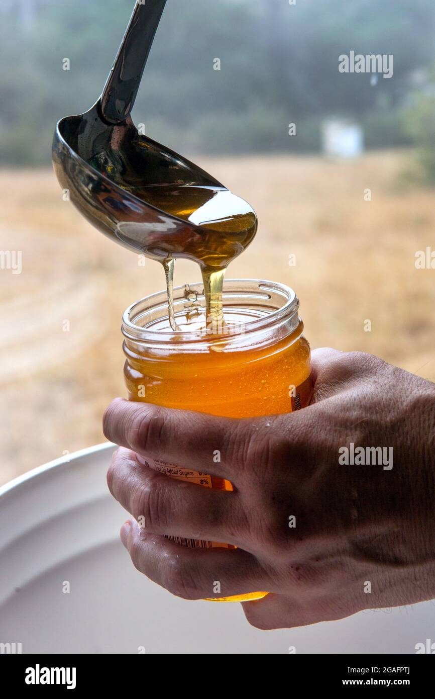Honig in einem Glas in einer kleinen Bienenzuchtfarm in Mendocino, Kalifornien, gegossen. Stockfoto