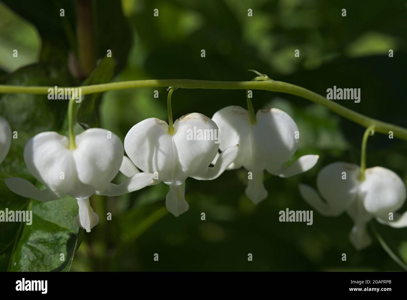 Horizontale Linie von weißen herzförmigen Blüten. Hängt vom Pflanzenstamm, besser bekannt als asiatisches Blutungsherz. Romantisch oder Liebe Thema auf das Bild Stockfoto