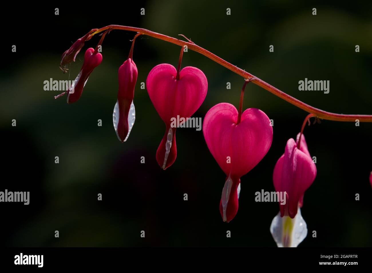 Zartes und schönes Ende eines Astes aus blutenden Herzblumen. Formal als Lamprocapnos spectabilis bekannt, bedeutet die Form der Blumen Liebe Stockfoto