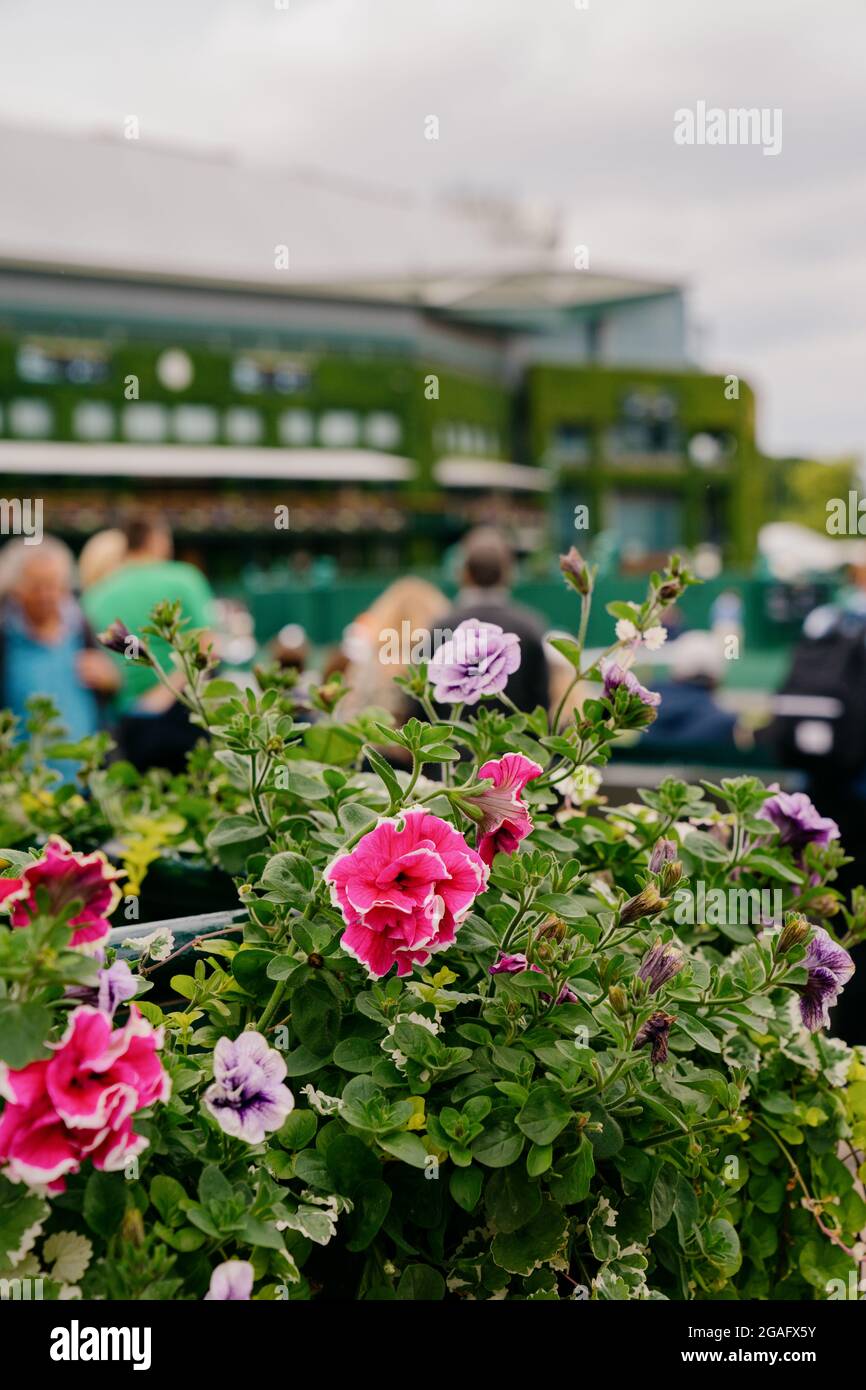 Blumen mit Blick auf den Court 8 während der WM 2021 in Wimbledon mit Blick auf den Center Court Stockfoto