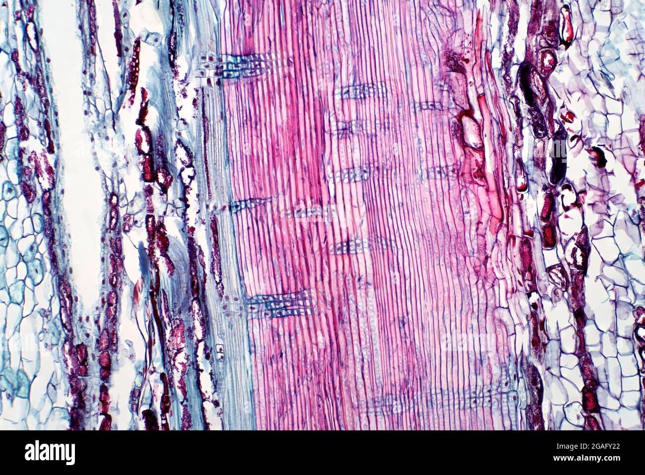 Pflanzengefäßgewebe, leichte Mikrograph Stockfoto