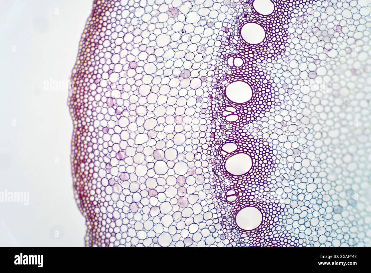 Wurzelgefäßgewebe, leichte Mikrograph Stockfoto