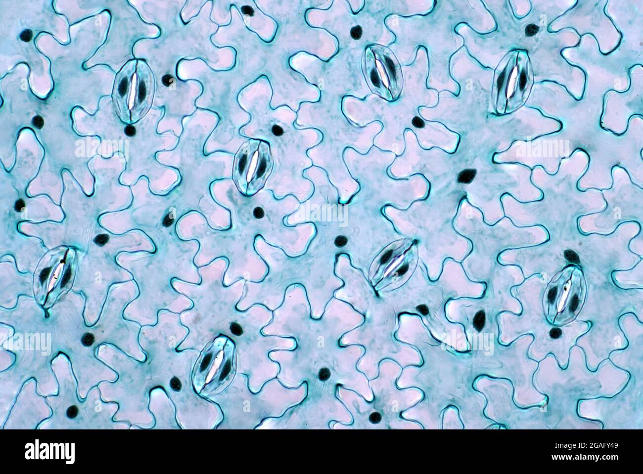 Blattepidermis, leichte Mikrograph Stockfoto