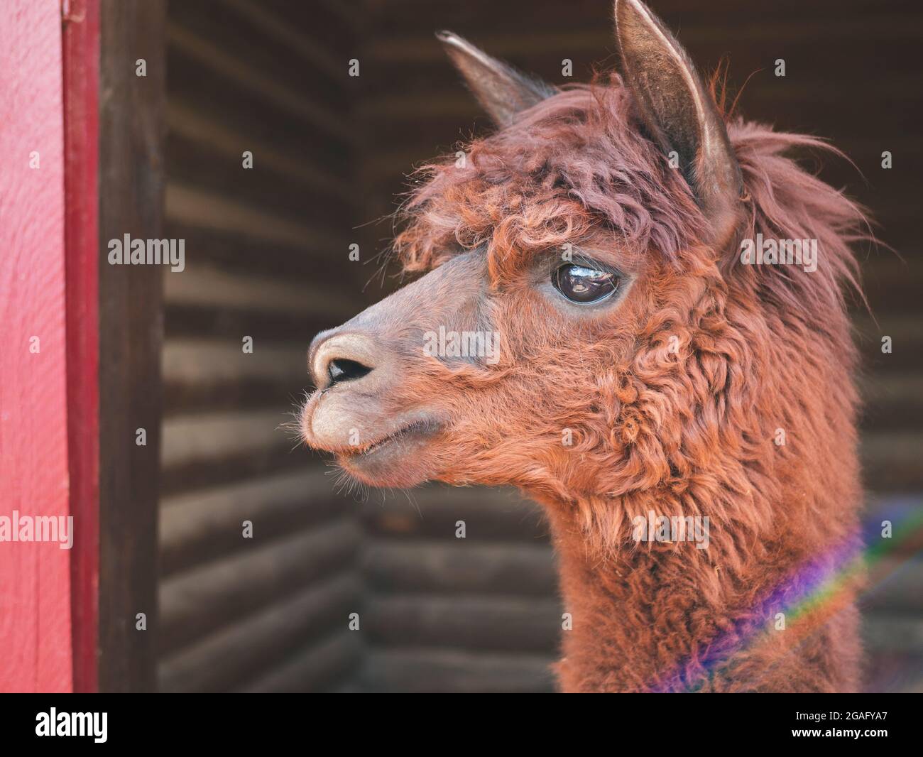 Niedlicher brauner Alpaka mit großen ausdrucksstarken Augen und zotteligem Fell. Alpaca's Gesicht Stockfoto