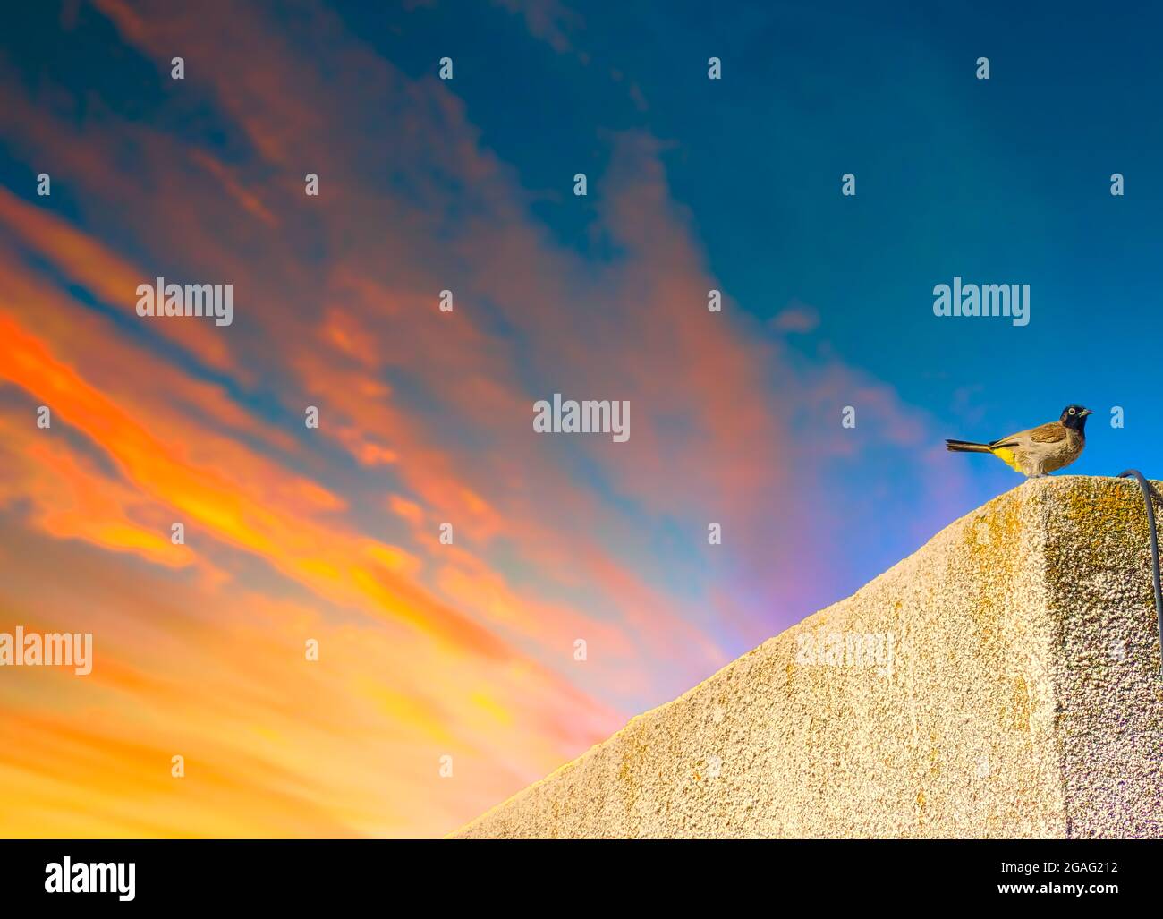 Ein wunderschöner, gelb belüfteter Bulbul oder pycnonotus xanthopygos Vogel, der auf einem Holzstock auf dem Balkon steht Stockfoto