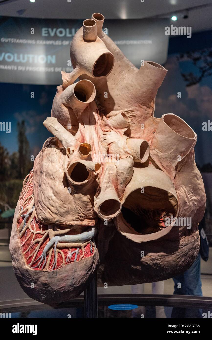 Modell des Herzens eines Blauwals im Royal Ontario Museum (ROM) als Teil der Ausstellung „Great Whales: Up Close and Personal“ in Toronto Stockfoto