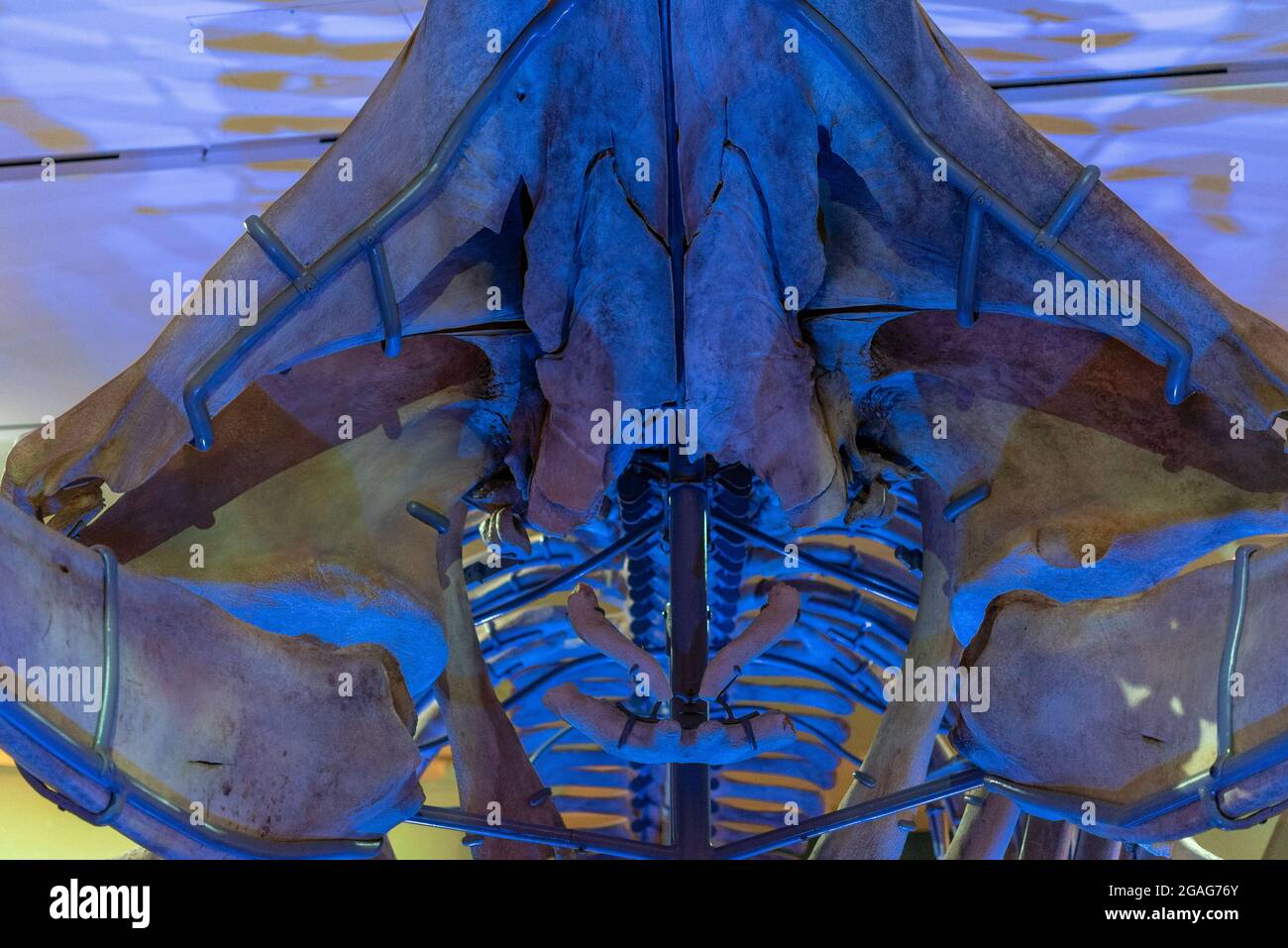 Skelett eines Alasuwinu-Wals im Royal Ontario Museum (ROM) als Teil der Ausstellung "Great Whales: Up Close and Personal" in Toronto, C Stockfoto