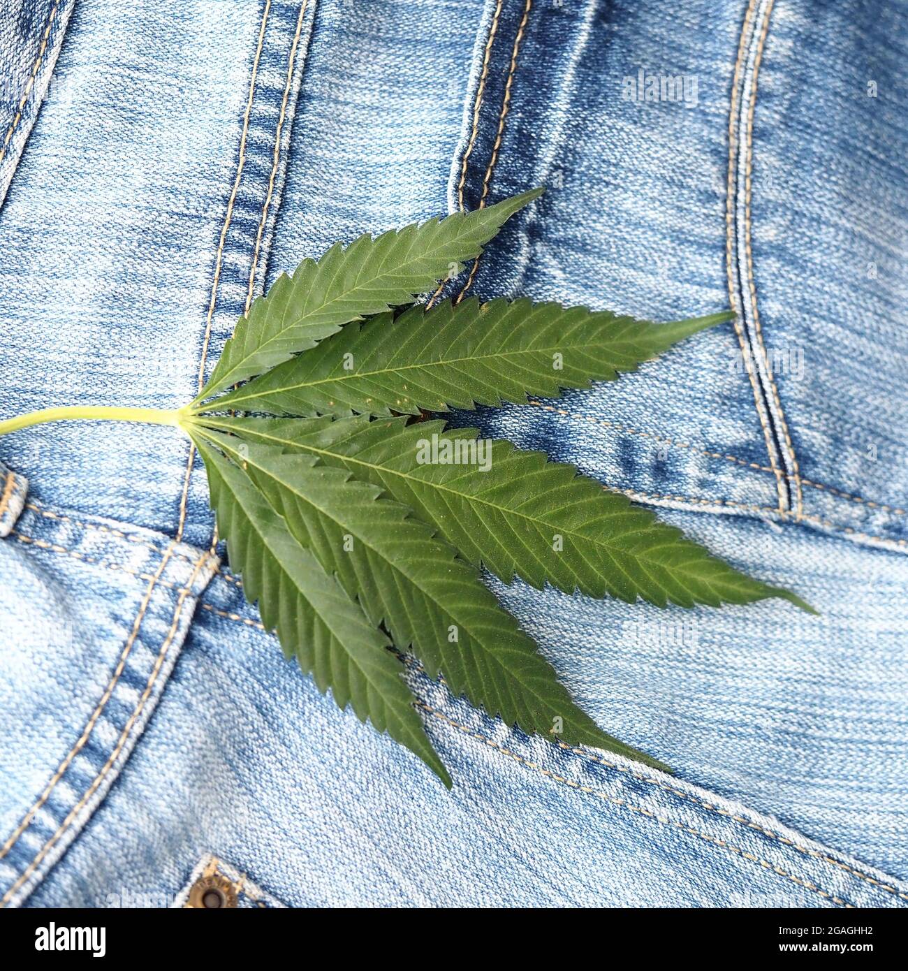 Industrielles Hanfblatt auf Jeans-Stoff Stockfoto