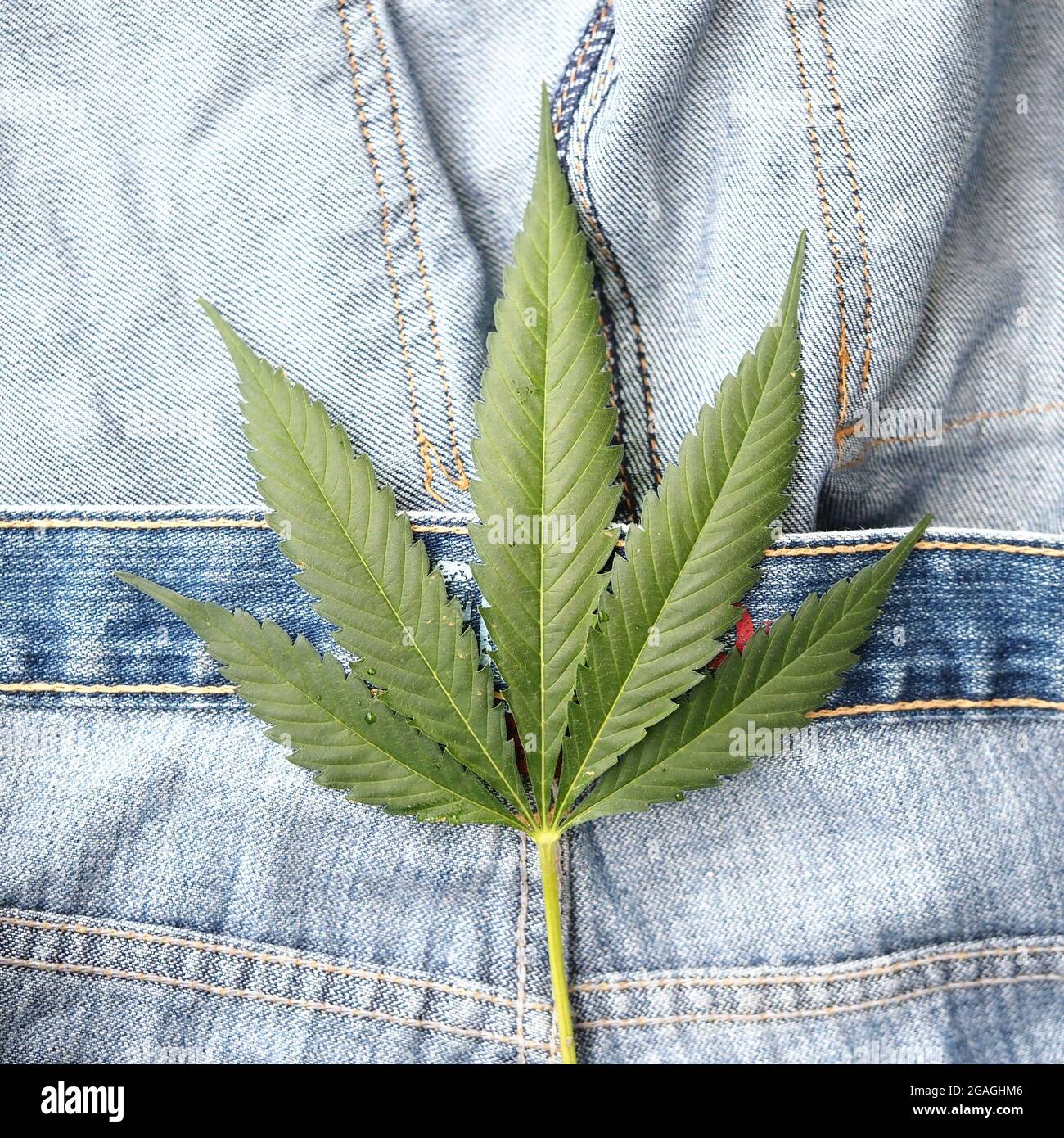 Industrielles Hanfblatt auf Jeans-Stoff Stockfoto