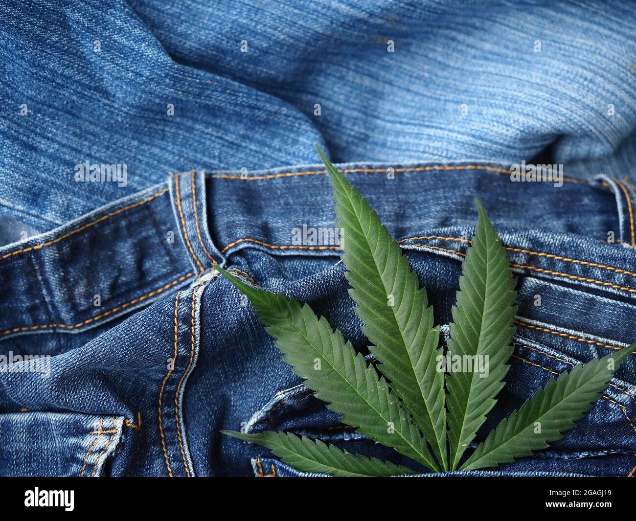 Industrielles Hanfblatt auf Jeans-Stoff Stockfoto