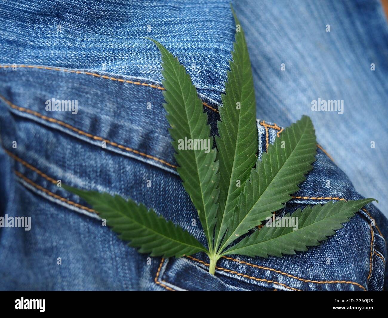Industrielles Hanfblatt auf Jeans-Stoff Stockfoto