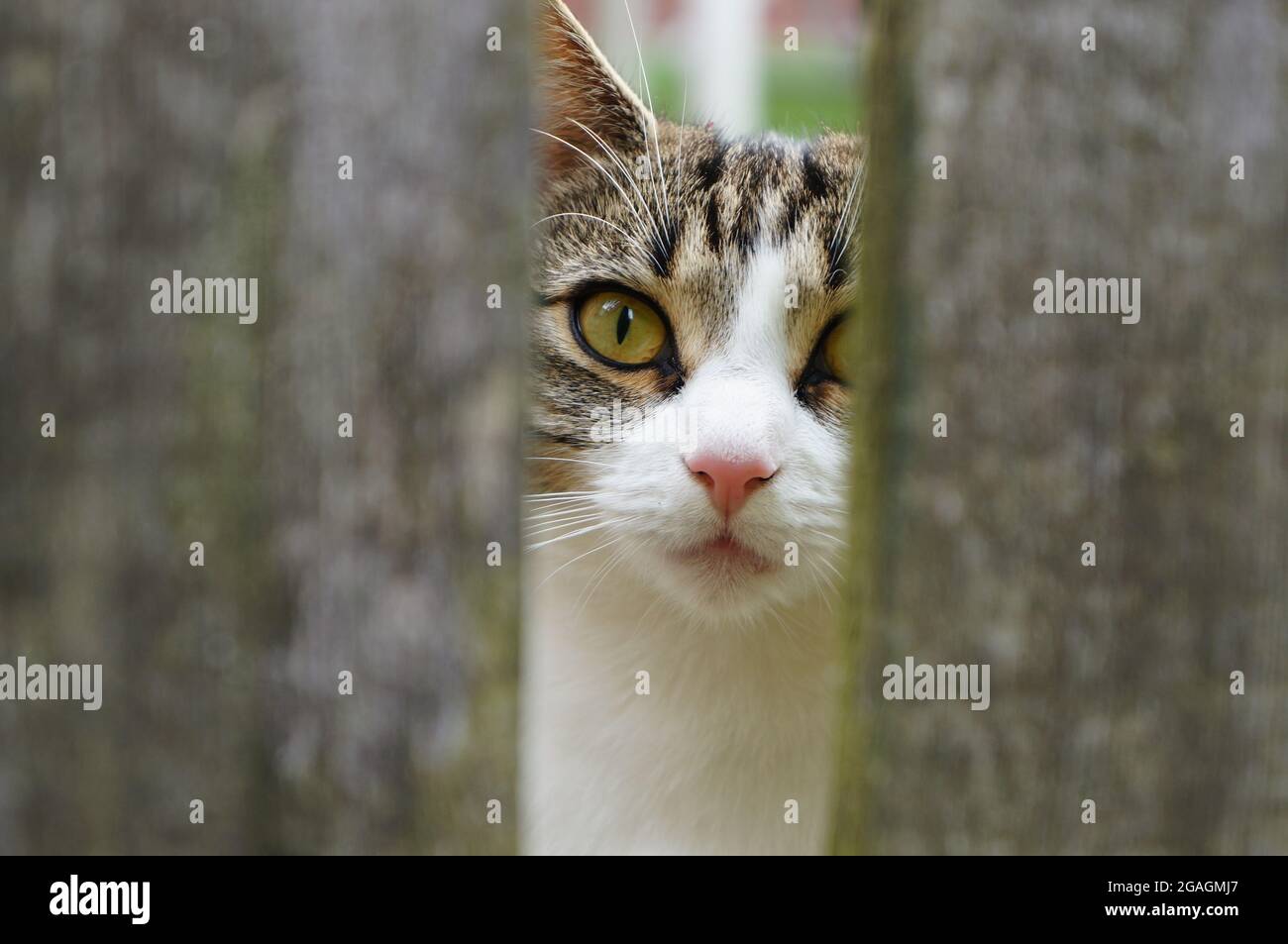 Eine schöne junge tabby Katze mit grünen Augen, die durch eine Lücke in einem hölzernen Gartenzaun schaut Stockfoto