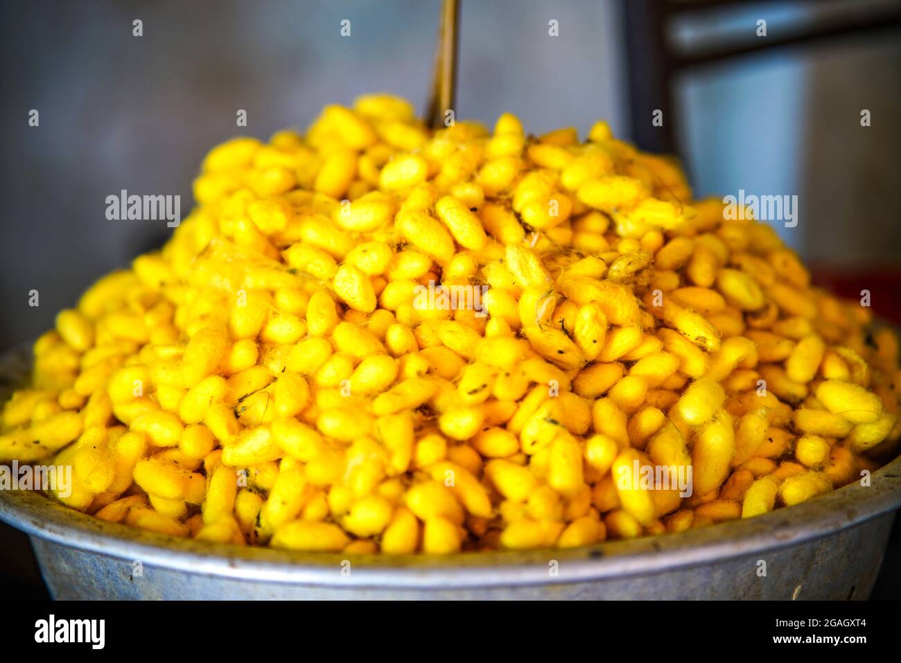 Schöne gelbe Seide Thanh Hoa Provinz Nordvietnam Stockfoto