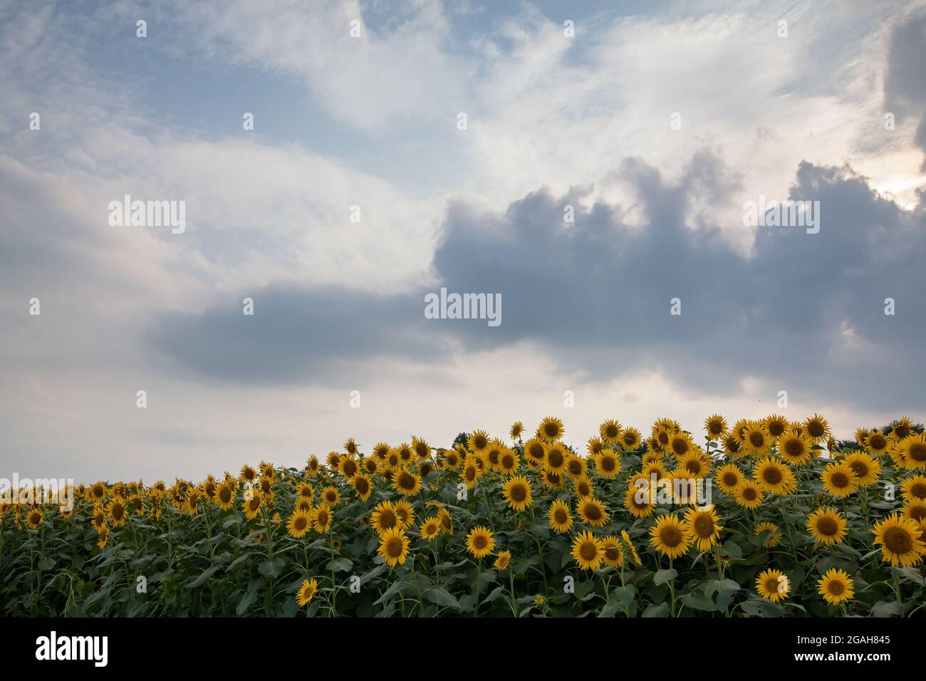 Ein Sonnenblumenfeld in Zama, Kanagawa. Japan. Stockfoto