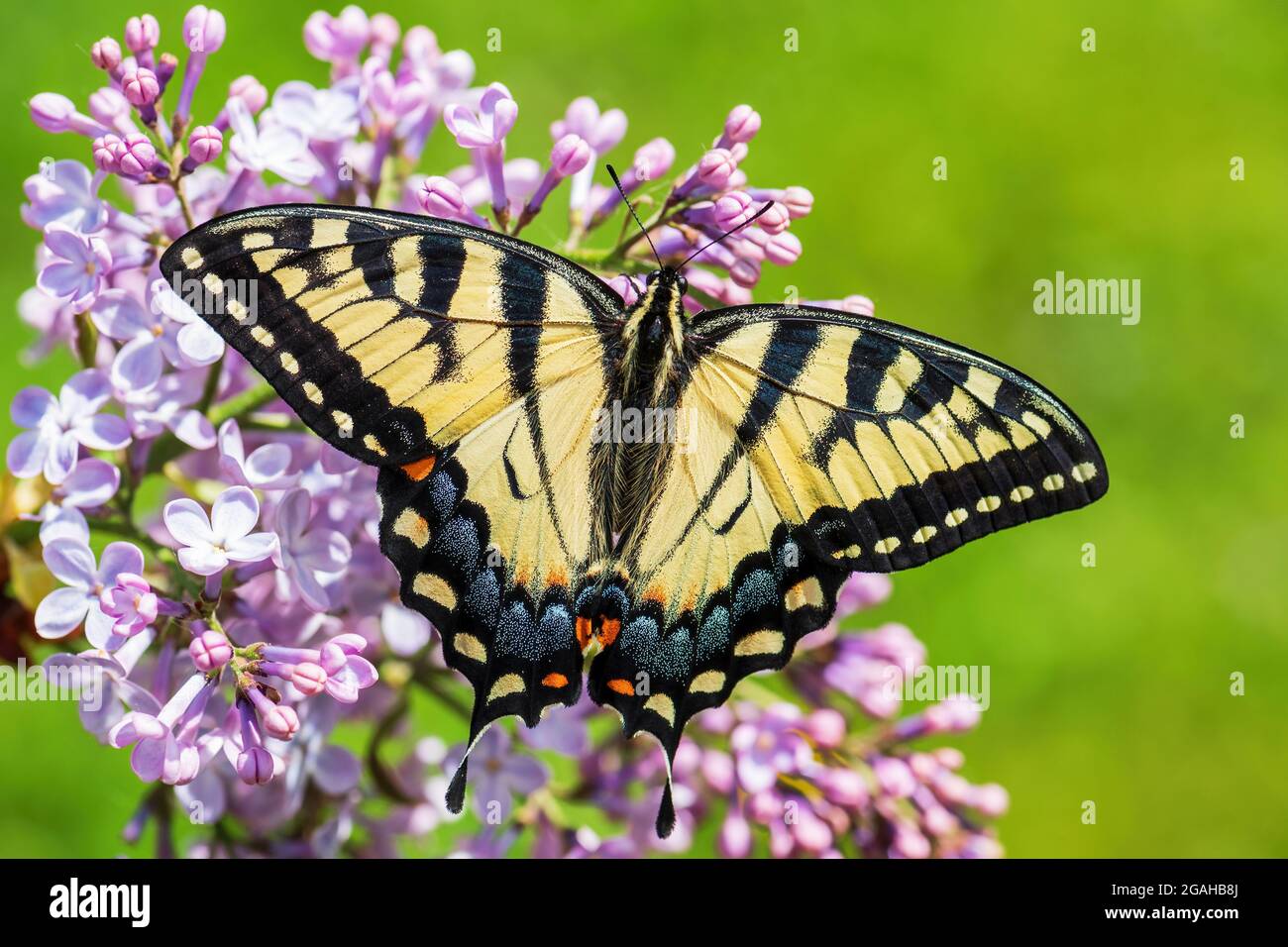 Eastern Tiger Swallowtail - Papilio glaucus, ein wunderschöner, farbiger Schmetterling aus dem Osten Nordamerikas. Stockfoto