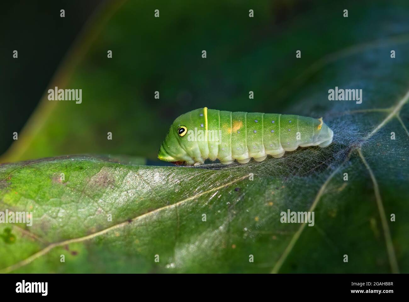 Eastern Tiger Swallowtail - Papilio glaucus, ein wunderschöner, farbiger Schmetterling aus dem Osten Nordamerikas. Stockfoto