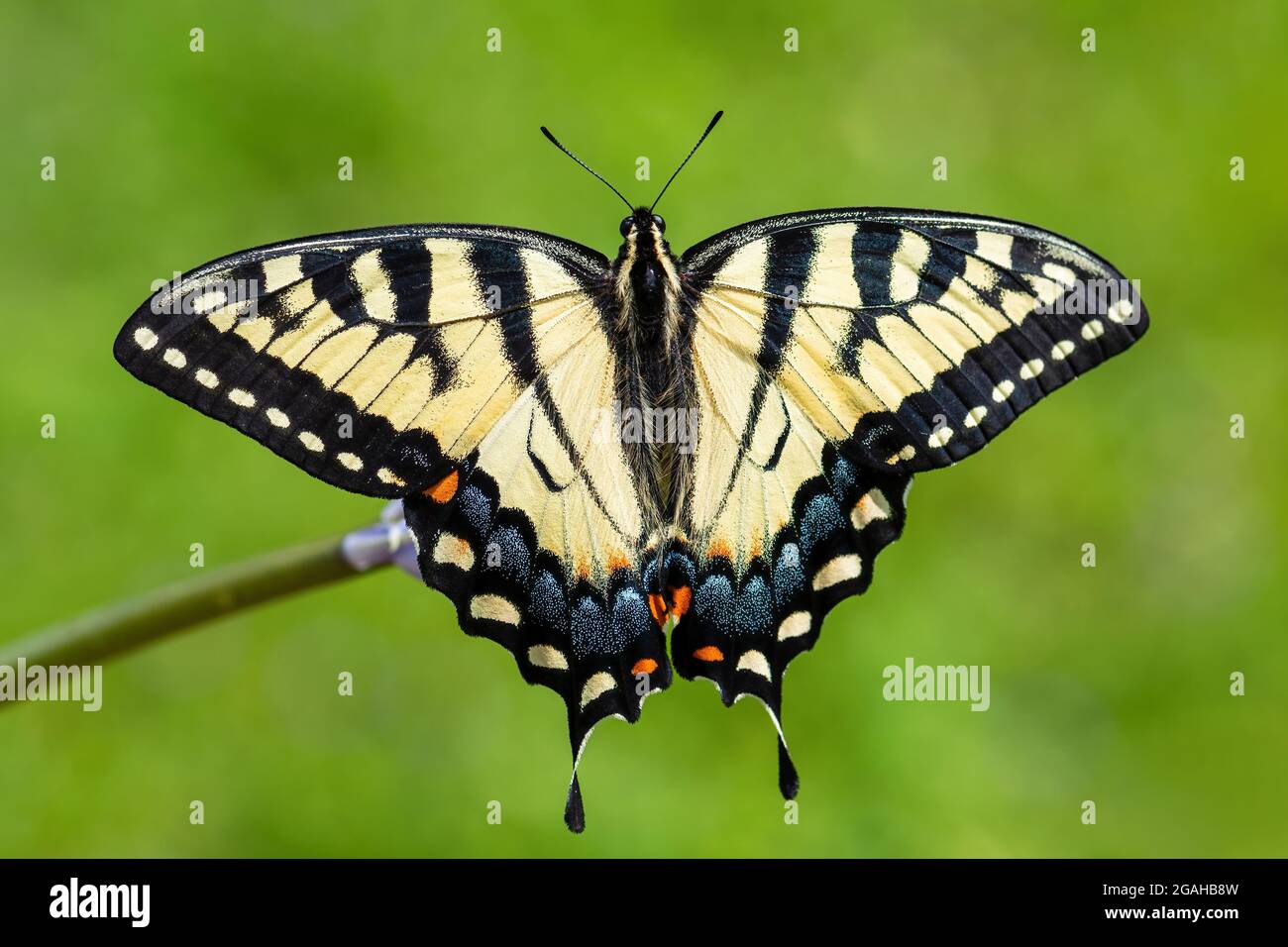 Eastern Tiger Swallowtail - Papilio glaucus, ein wunderschöner, farbiger Schmetterling aus dem Osten Nordamerikas. Stockfoto