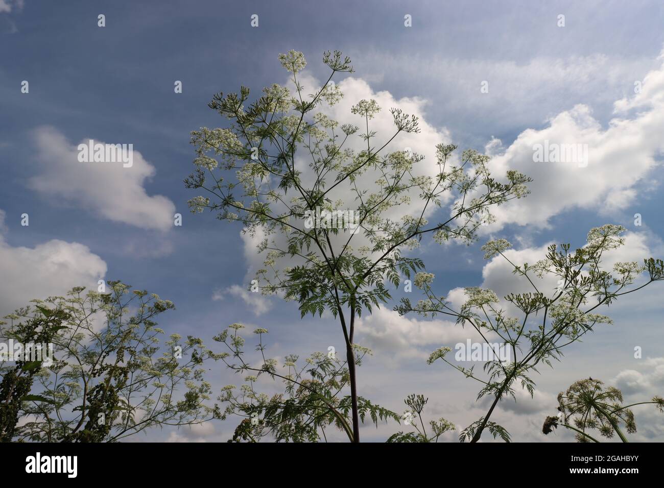 Wiesencurbel vor wolkig blauem Himmel Stockfoto