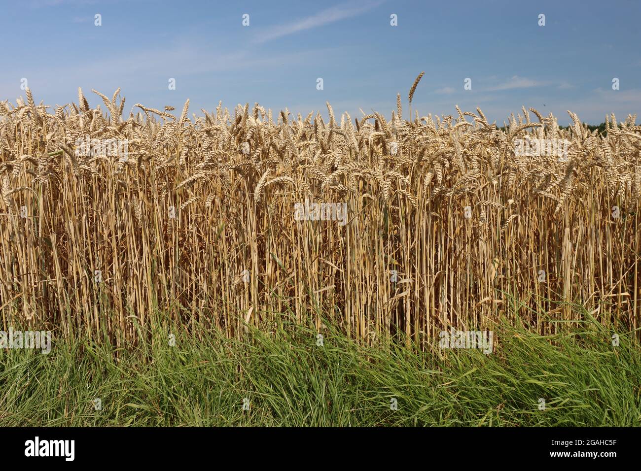 Ein reifes Weizenfeld kurz vor der Ernte Stockfoto