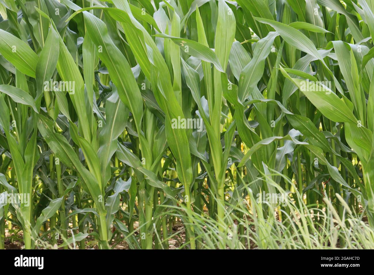 Junge Maispflanzen werden aufgereiht Stockfoto