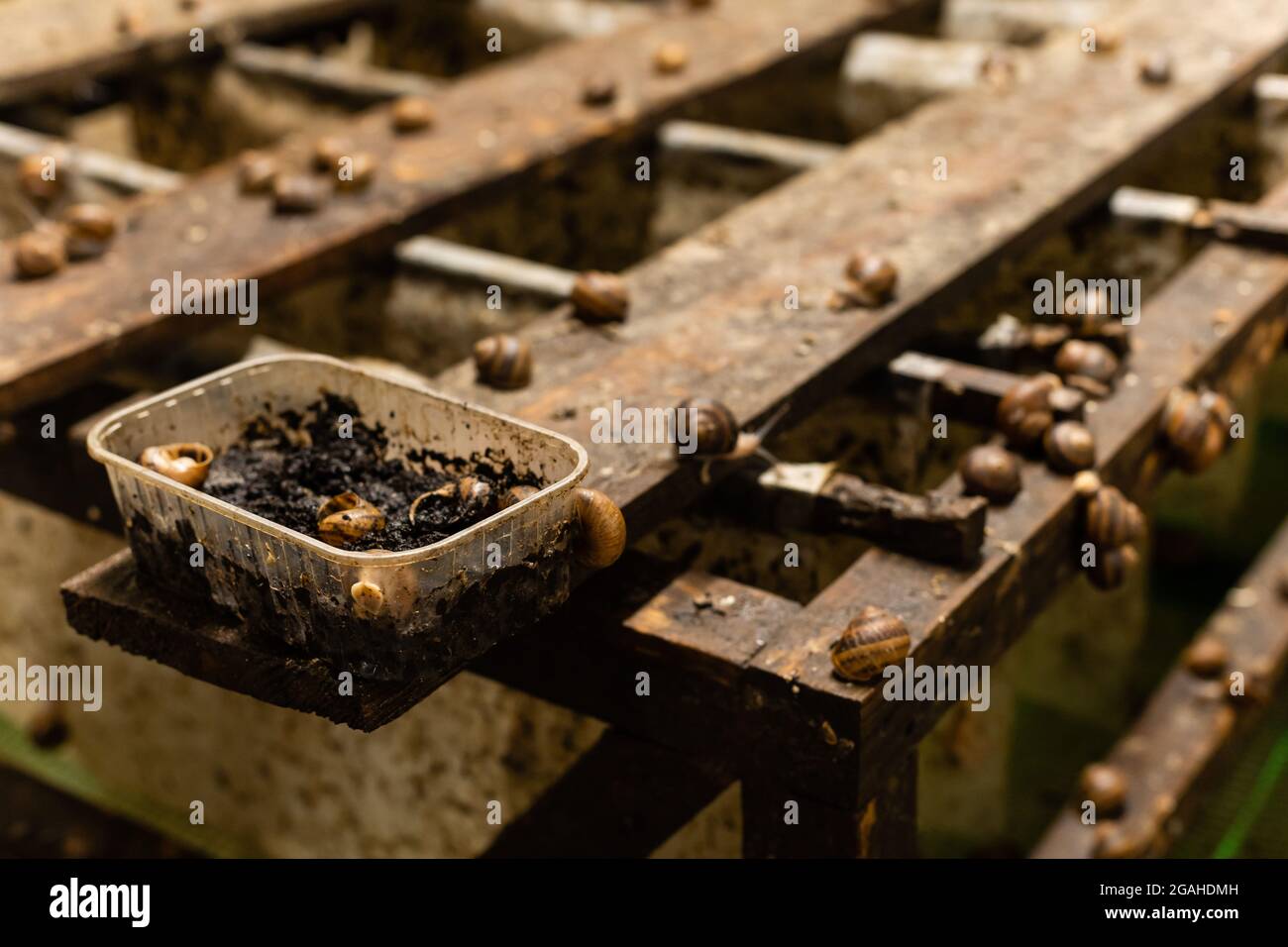 Nahaufnahme der Schneckenzucht. Stockfoto