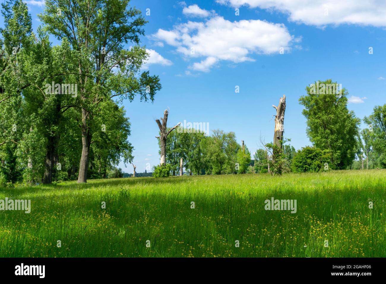 Urdenbachen Kämpe Naturschutzgebiet, Niederrheinische Kulturlandschaft mit Weiden, Obstbäumen und feuchten Wiesen, zwischen dem Rhein und einem Arm der Stockfoto