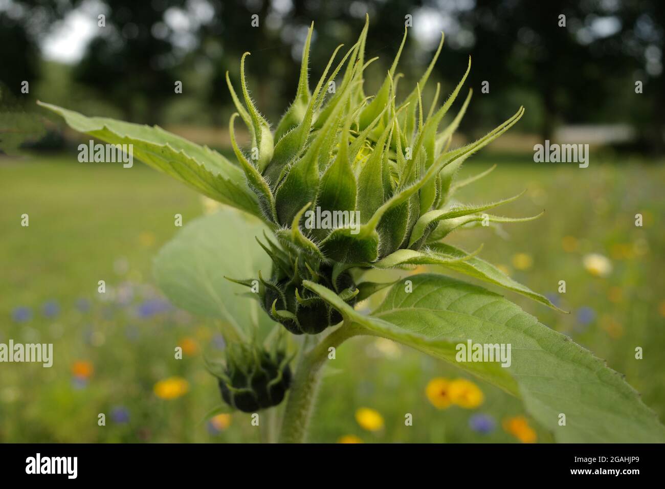 Die Knospen einer Sonnenblume auf einer Blumenwiese. Die anderen Blumen und eine Spur dunkelgrüner Bäume sind im Hintergrund verschwommen. Stockfoto