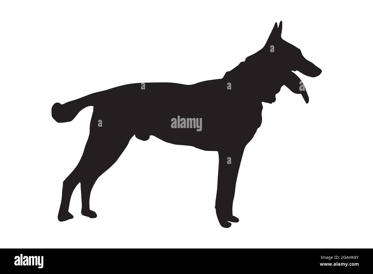 Schwarze Silhouette in voller Höhe eines Hundes mit Zunge und Schwanz, die auf Weiß herausragen. Erwachsener belgischer Schäferhund oder Malinois. Seitenansicht. Vektorgrafik Stock Vektor