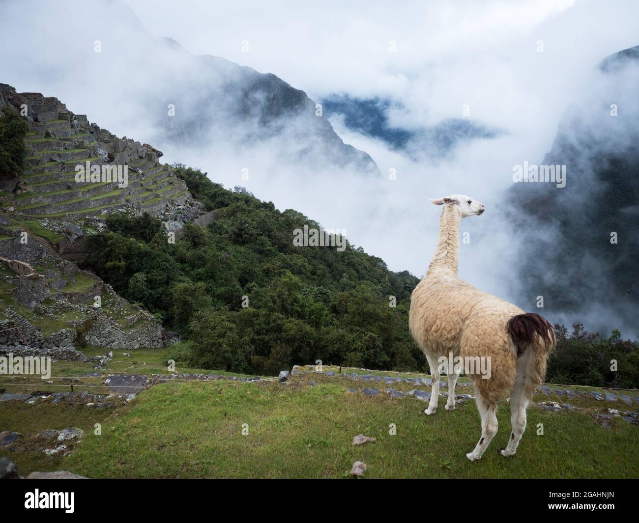 Ein Lama in den Ruinen von machu pichu in peru Stockfoto