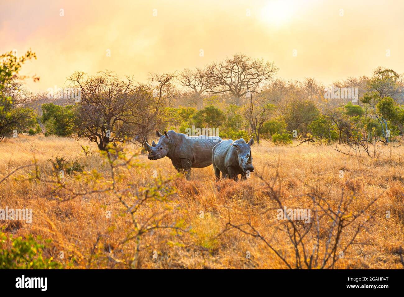 Zwei südliche weiße Nashörner (Ceratotherium simum simum) bei Sonnenuntergang Stockfoto