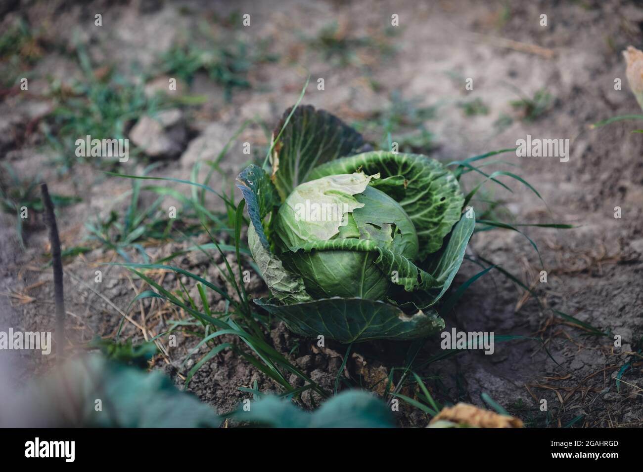 Bild mit geringer Schärfentiefe (selektiver Fokus) mit Kohl in einem ländlichen und organischen Garten. Stockfoto